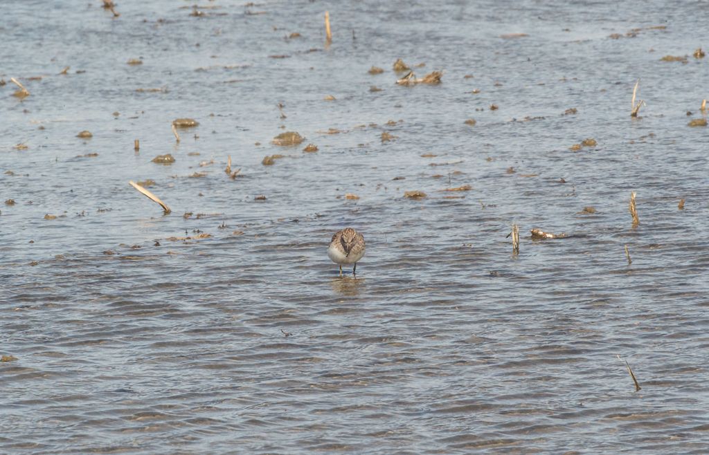 ID limicolo: Gsmbecchio nano (Calidris temminckii)